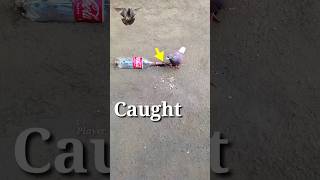 Pigeon trap | best quick bird trap #shorts #youtubeshorts #ytshorts