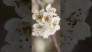 🌹⁶☆•⁷◇¹ Willow-leaved Pear (Pyrus salicifolia) in Rose Family (Rosaceae)