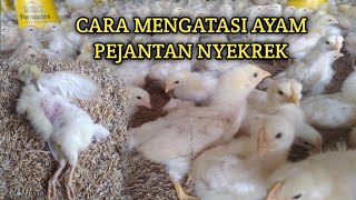 Cara Mengatasi Doc Ayam Pejantan Nyekrek/Ngorok