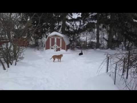 Dogs playing in the snow Dogs playing in the snow