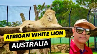 African white Lion/ Hunter valley zoo/ Jomon Joy