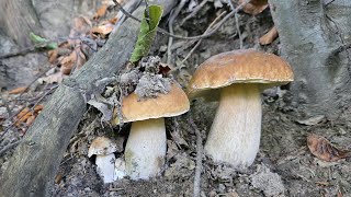 Funghi Porcini 2024 | Funghi da un altro mondo!