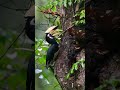 Hornbill bird -one of the cutest creatures in tropical forest! #hornbill #birds