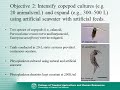 alternative methods for marine copepod production in hawaii final report