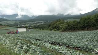 【4K】収穫期のキャベツ畑の風景　(群馬県吾妻郡嬬恋村）