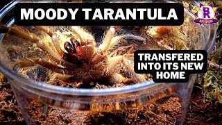 ANGRY Tarantula rehouse! Chilobrachys sp Sai Yok!