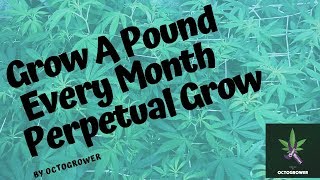 How to  Grow A Pound A Month Cannabis Perpetual Grow Octopots by Octogrower