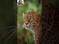 Blue Eyes of a Leopard #wildlife #nature