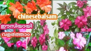 ചൈനീസ് ബാൾസ൦ വളർത്താൻ ഇത്രയും കാര്യങ്ങൾ എങ്കിലും അറിഞ്ഞിരിയ്ക്കണ൦ #chinesebalsam #BlueBellvlog