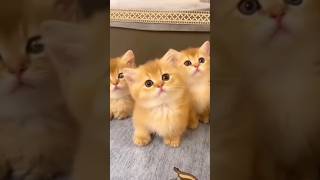 Cat videos cute cats kittens 😻🐾