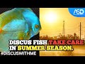 ASD DISCUS 2023 DISCUS FISH TAKE CARE IN SUMMER SEASON @ASDDISCUS