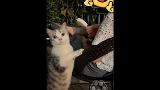 他这眼神到底想说什么……#猫猫：看我眼神 懂了吗 #猫咪vlog