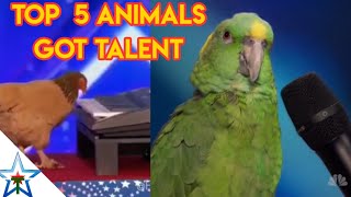 Top 5 best auditions animals, | America's Got talent