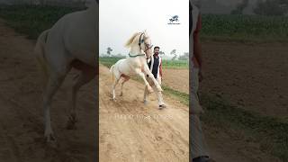 @Punjab_nasal_horses99 #viralvideo #viralshorts #trending #trendingshorts #horse #music