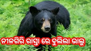 ବାଲେଶ୍ଵର ଜିଲ୍ଲା ନୀଳଗିରି ରେ ରାସ୍ତାରେ ବୁଲିଲା ଭାଲୁ ଏବଂ ତିନିକୋଶିଆ ଜଙ୍ଗଲ ରେ ପୁଣି ଲାଗିଲା ନିଆଁ ll