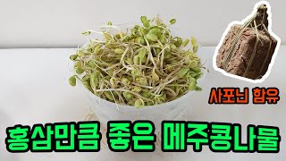 메주콩나물의 엄청난 효능! 집에서 키워  요리 방법까지!｜The great efficacy of meju bean sprouts! How to cook at home!