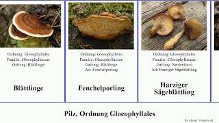 Pilz, Ordnung Gloeophyllales fungus Sägeblättling Fuse Zaun-Blättling French Positive Blättlinge