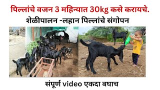 पिल्लांचे वजन 3 महिन्यात 30kg कसे करायचे?शेळीपालन-लहान पिल्लाचे संगोपन/Goat farming-kids managemant