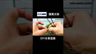 DIY水草造景 野外採集水蘊草＋野生孔雀魚  完整影片請看https://youtu.be/-pivGB0WtA8