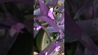 A beautiful Tradescantia pallida 'Purple Heart' plants #flowers #ytshorts #ytshort