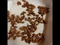 대추씨앗 말리기 대추 씨앗 건조하기..drying jujube seeds...枣子晒干... 대추씨앗 대추씨앗건조하기 대추씨앗말리기........jeonju