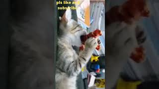 cute Cat vs Tiger😼😼 | cute cat funny videos