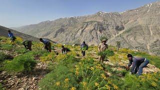 Nomadic life: 🍀cutting grass to feed sheep in the winter on the impassable roads of the Zagros ⛰️