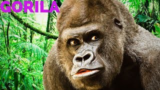 GORILA VAMOS CONHECER - Curiosidades Sobre Os Gorilas Da Montaha