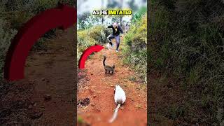 Leaping Lemurs Shock Man As He Imitates Their Moves  🤯❤️🥹#animalrescue #shortsfeed  #animalshorts