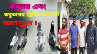 কবুতরের ৩ টি ব্রিডিং সাইড সম্পর্কে জানুন,জনাব আলমগীর মাহতাবের কাছ থেকে?