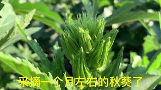 「種植系列#22」秋葵、又名羊角豆追肥時期、修剪技巧、採摘方法