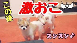 先住犬チワワの匂いが好きすぎるストーカーな子犬チワワ