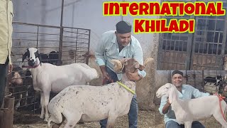 Aise Dumbe Aap First Time Dekhenge | Top Level Turkey Sheep | Lalu Seth The Dumba King Bhiwandi.