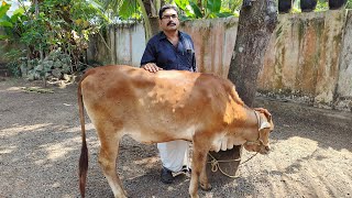 പശുക്കളിലെ ചർമ മുഴ, ചികിത്സയില്ലാതെ മാറ്റിയ കർഷകൻ