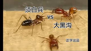 【精彩高清斗蚁】可能是全网首发       须白兵vs黑沟+大长鼻大、小兵vs黑沟（上）