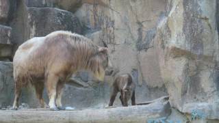 ゴールデンターキンの赤ちゃんデビュー　Baby Golden Takin debut