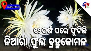 Odisha : Watch Rare flower Species Brahma Kamal in full Bloom At Bhograi Under Balasore district