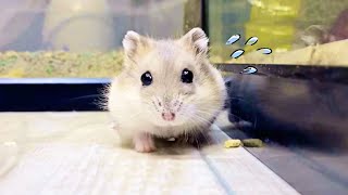 なつくハムスター放し飼いするとパニックなる　おもしろ可愛い動物