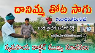 దానిమ్మ తోట సాగు చిరుత శ్రీనివాస్ | Pomegranate Farming Chirutha Srinivas @JarathiPrashanthPatel