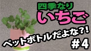 【植物栽培】四季なりいちご #4　(Four seasons strawberry)