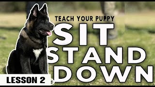 How to Teach a Your Puppy to SIT STAND and DOWN