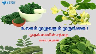 உலகம் முழுவதும் முருங்கை !முருங்கையின் சந்தை வாய்ப்புகள்! Market opportunities of Moringa(Murungai)