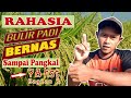 PUPUK BUAH PADI Agar Bulir Padi BERNAS - Pupuk Pengisian Bulir Padi Saat mulai Menguning - Part 1