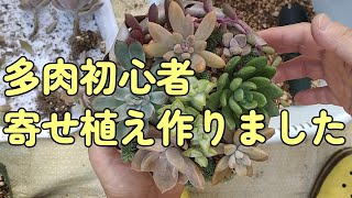 #64　多肉植物寄せ植え