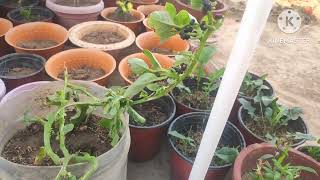 How to grow malavar spinach।। पोई साग के फायदे अनेक।।