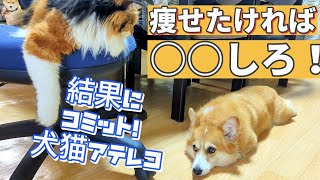 【犬猫アテレコ】やばいラ○ザップ