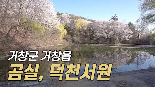 경남 거창군 곰실(덕천서원) 벚꽃