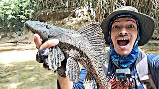 Episodio #2 /cazando el pez INVASOR  Plecostomus / Toa Alta, Puerto Rico🇵🇷