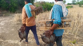 तीतर के आवाज || तीतर पकड़ने की तरकिया || काला तीतर की आवाज || तीतर का शिकार कैसे करें ||