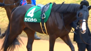 ダンビュライト、きさらぎ賞のパドック。京都競馬場、現地映像